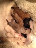 This litter of Eight Standard Schnoodle Puppies Will Be Ready to Go February 2015. Puppies for sale $750 Males $950 Females